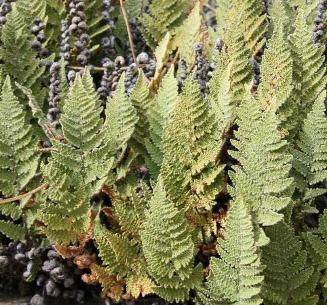 Hemionitis wootonii — houseplant care guide