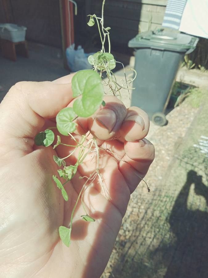 Dichondra carolinensis