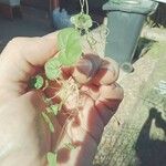 Dichondra carolinensis