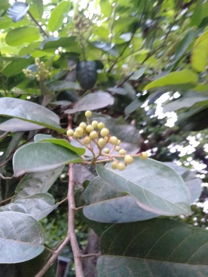 Antidesma ghaesembilla fruit