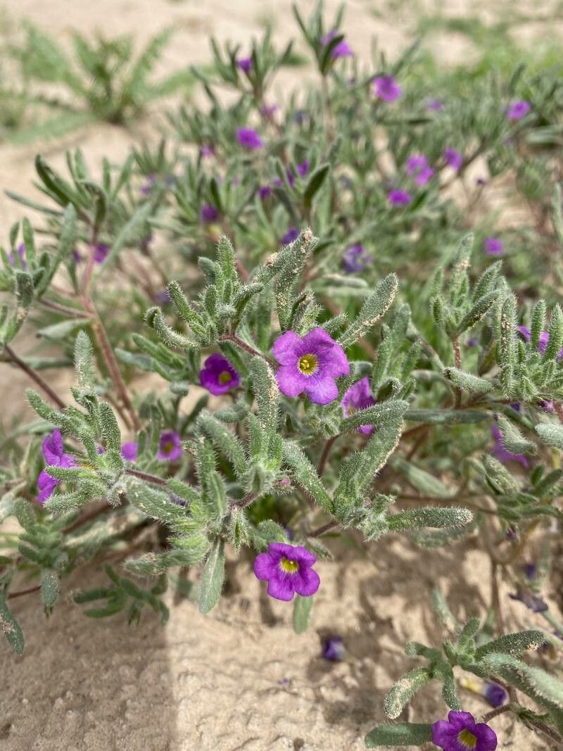 Nama havardii — related species from the same genus