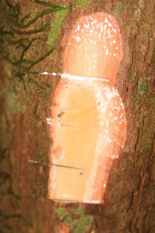 Pouteria brachyandra other