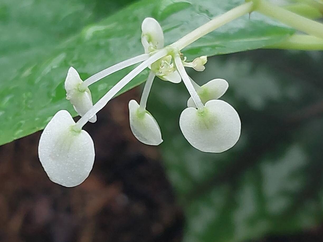 Begonia saxicola flower