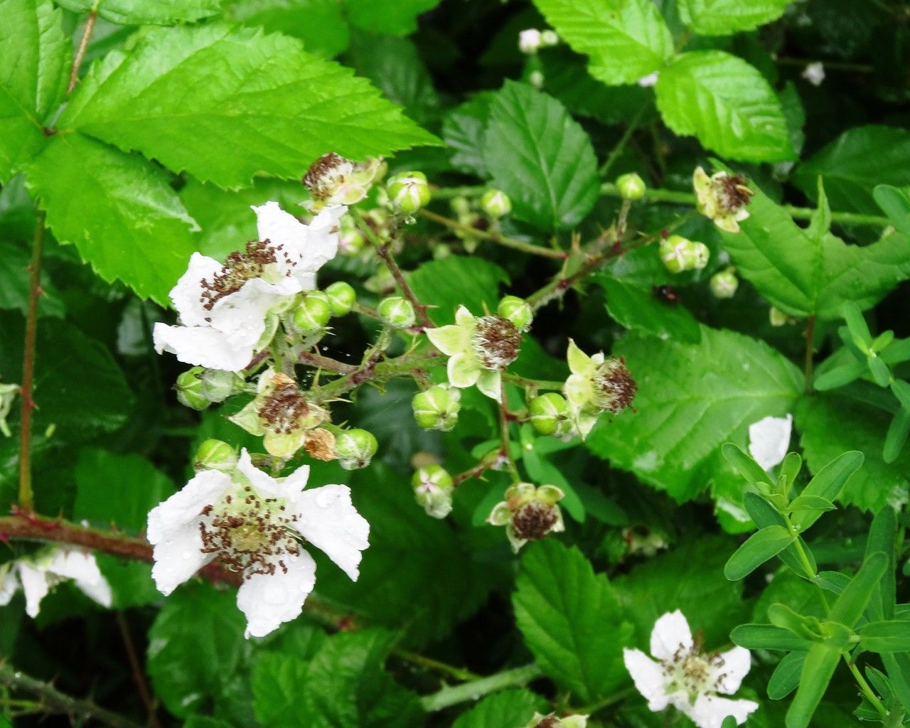 Rubus fruticosus flower