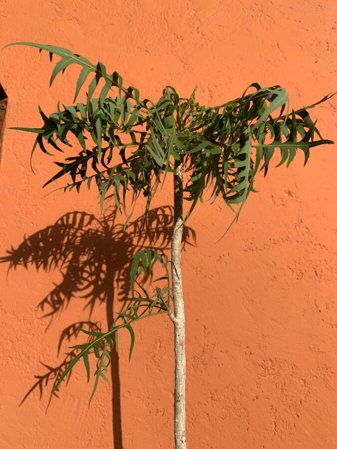 Sonchus canariensis leaf