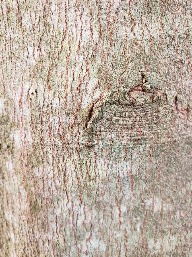 Acer maximowiczianum bark