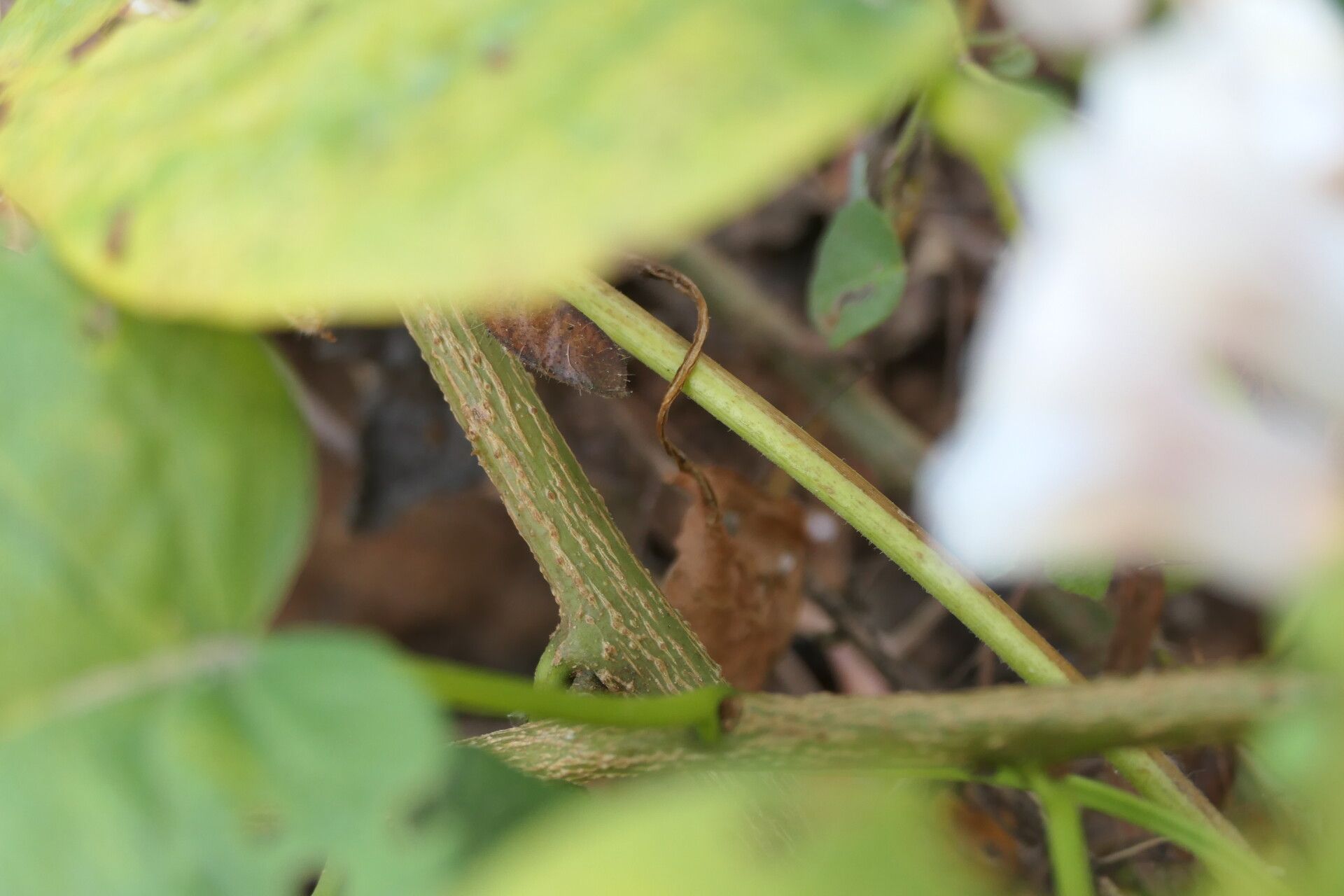 Ipomoea staphylina bark