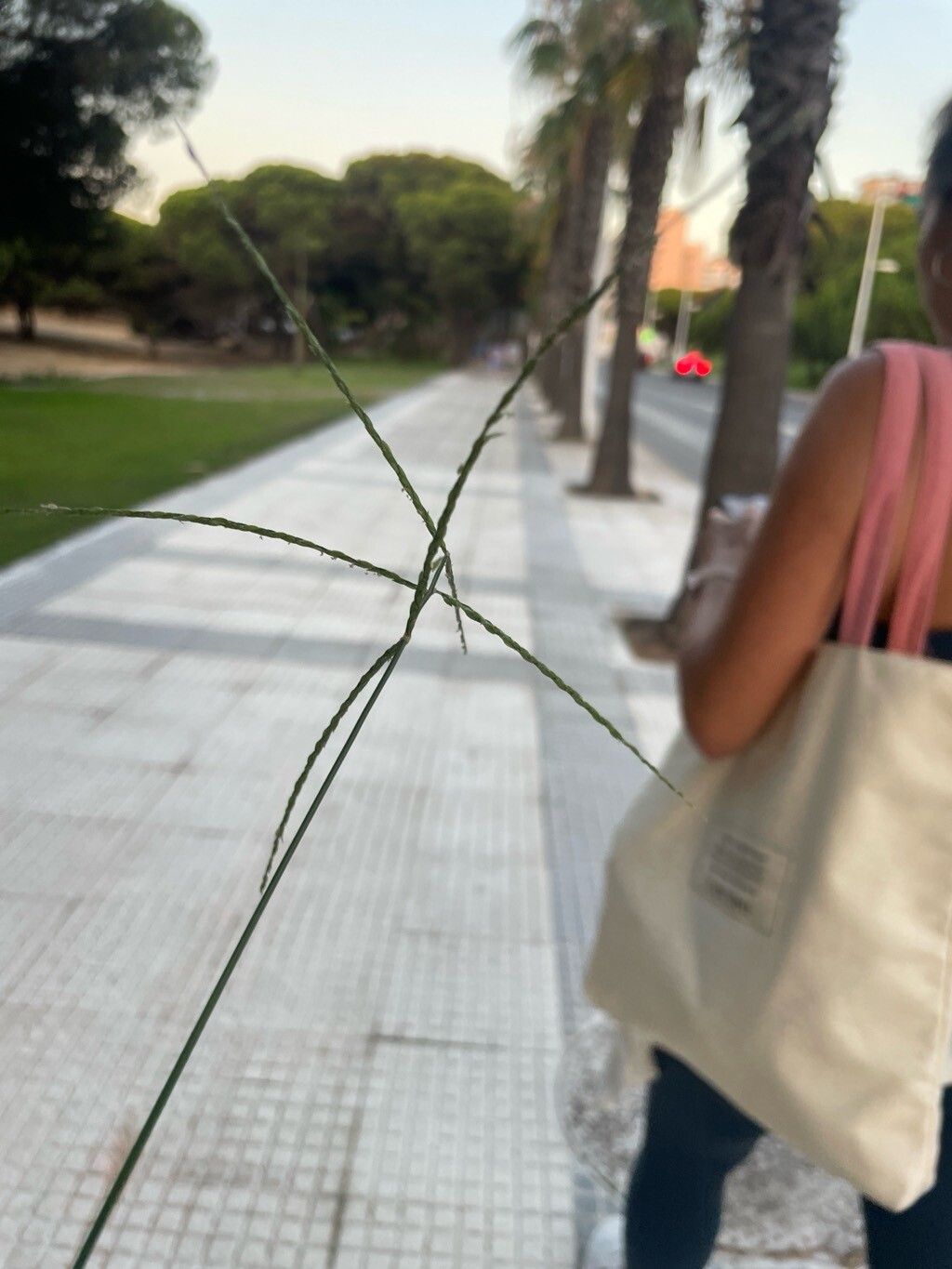 Digitaria nuda — houseplant care guide