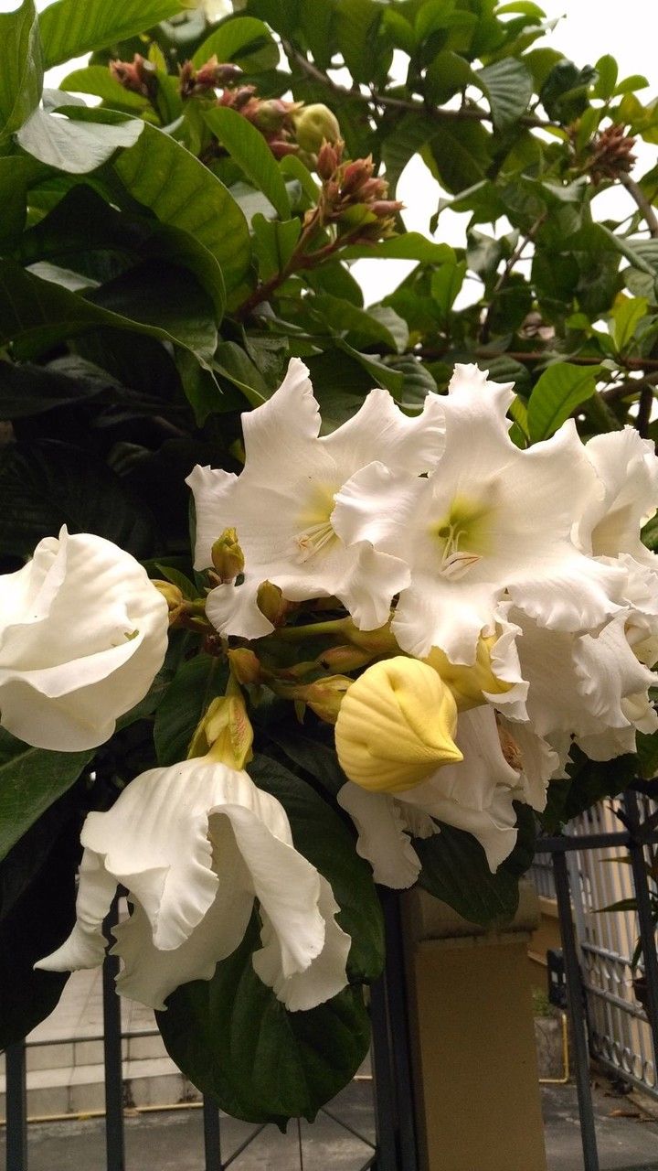 Beaumontia grandiflora flower