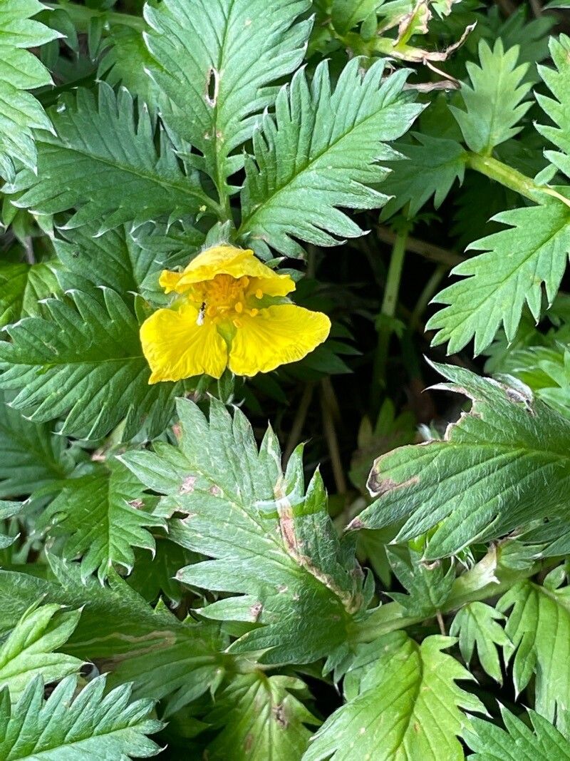 Argentina anserina flower