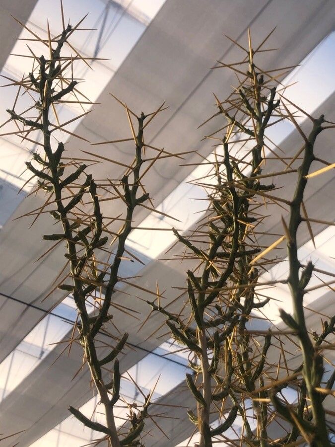 Cylindropuntia leptocaulis leaf