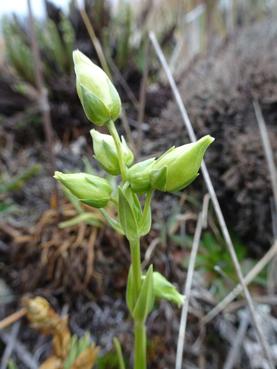 Halenia campanulata flower