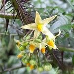 Solanum atropurpureum