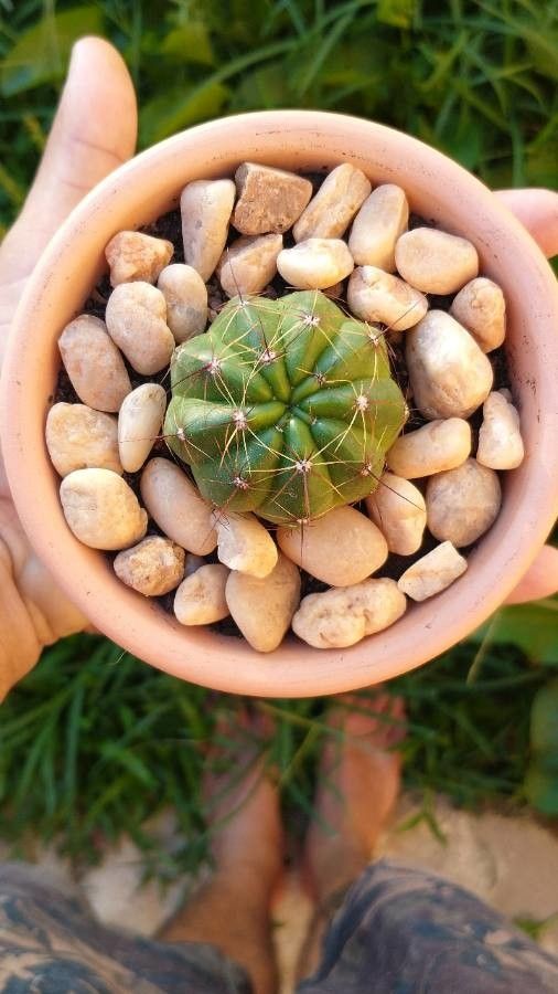 Parodia ottonis leaf