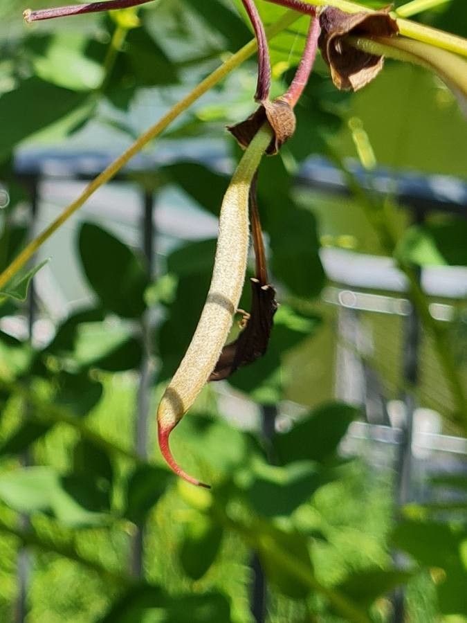 Erythrina crista-galli fruit