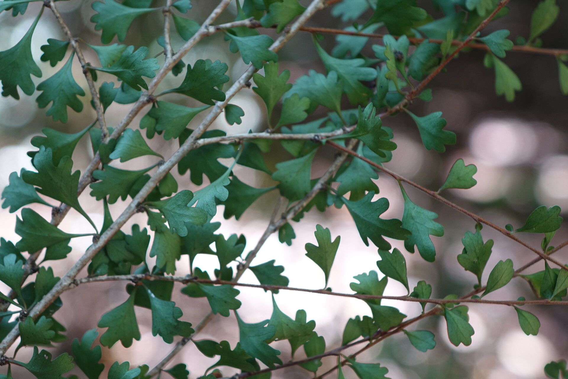 Turraea obovata — houseplant care guide