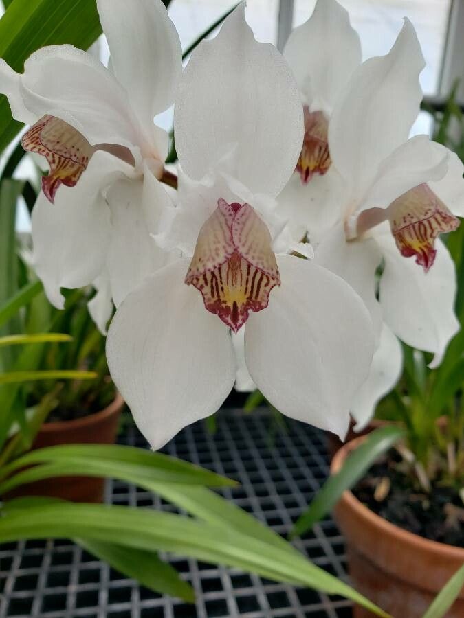 Cymbidium erythrostylum flower