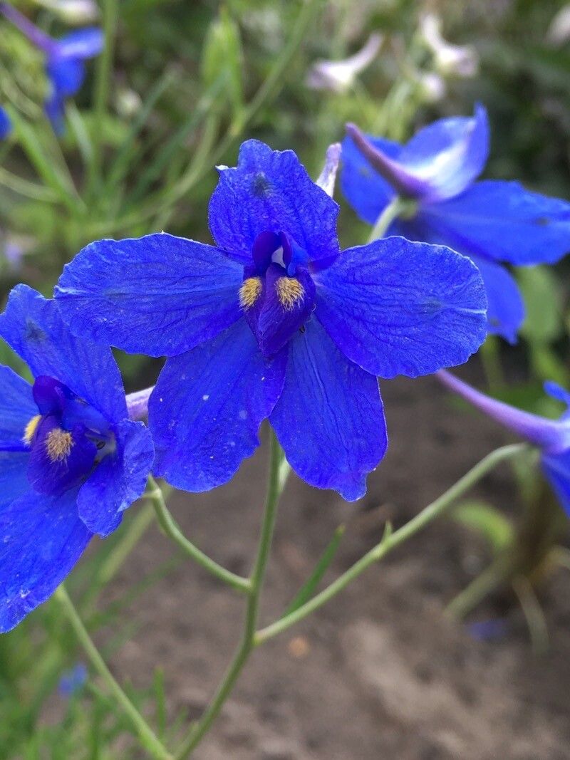 Delphinium grandiflorum flower