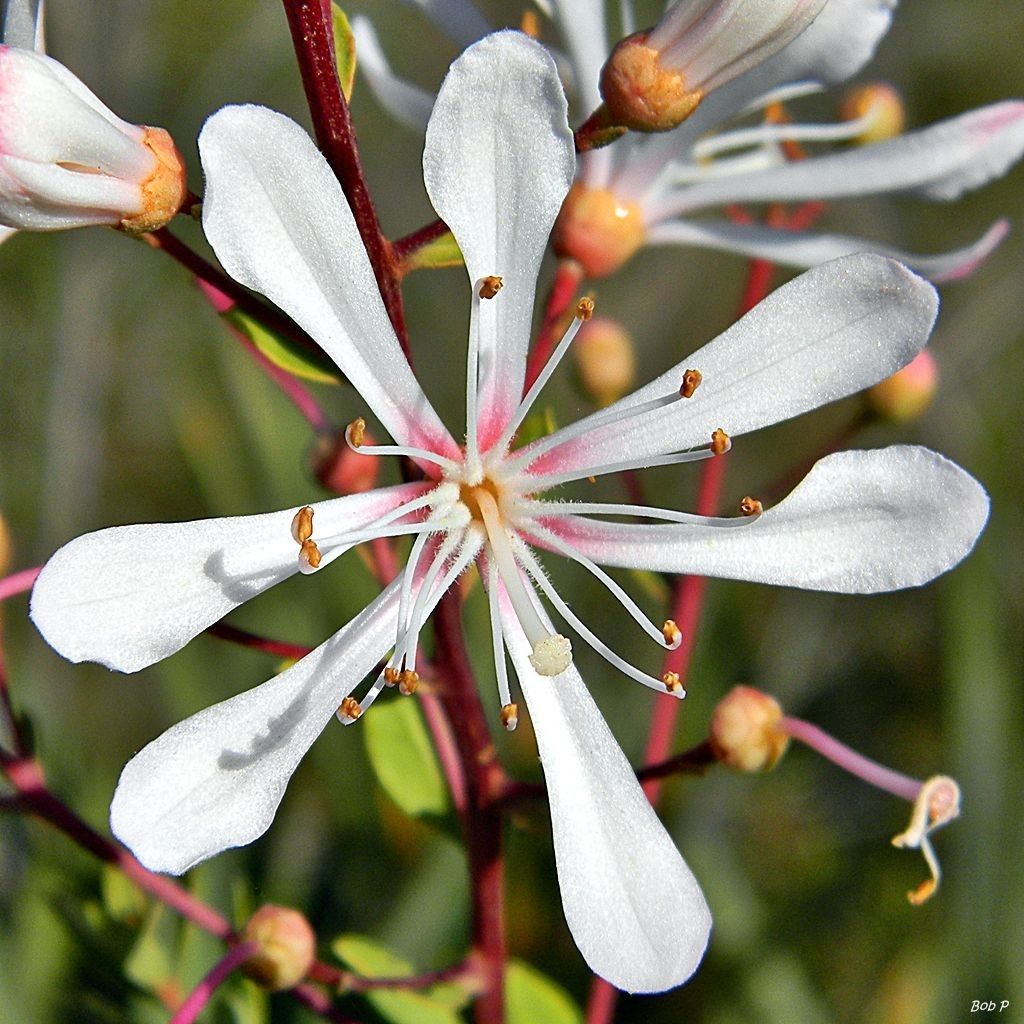 Bejaria racemosa flower
