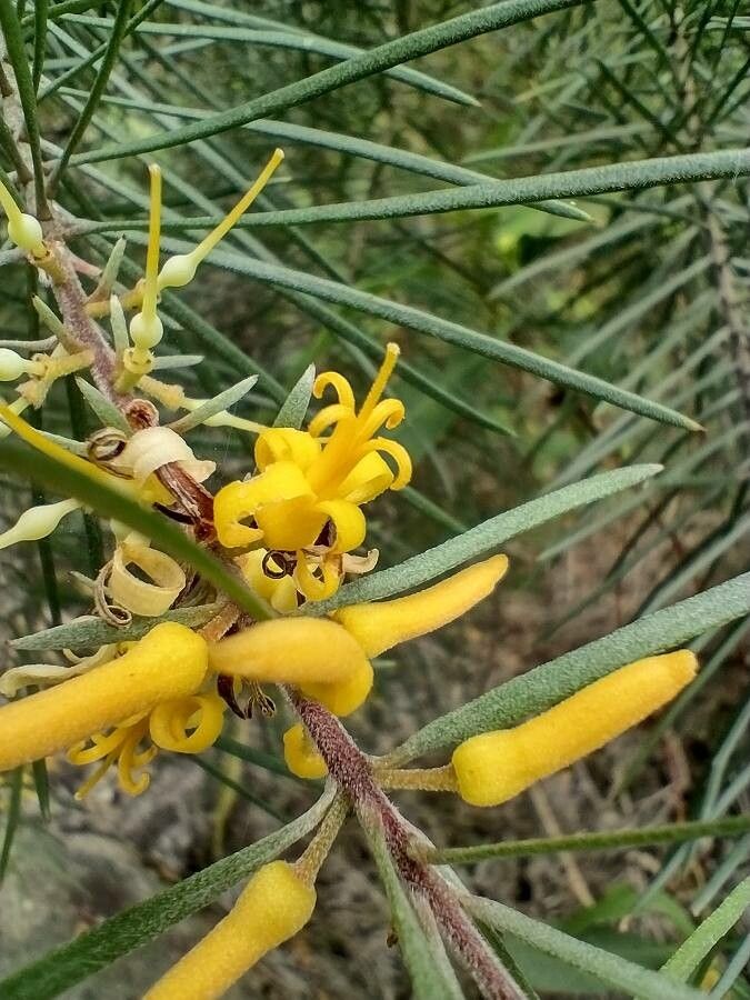 Persoonia linearis flower