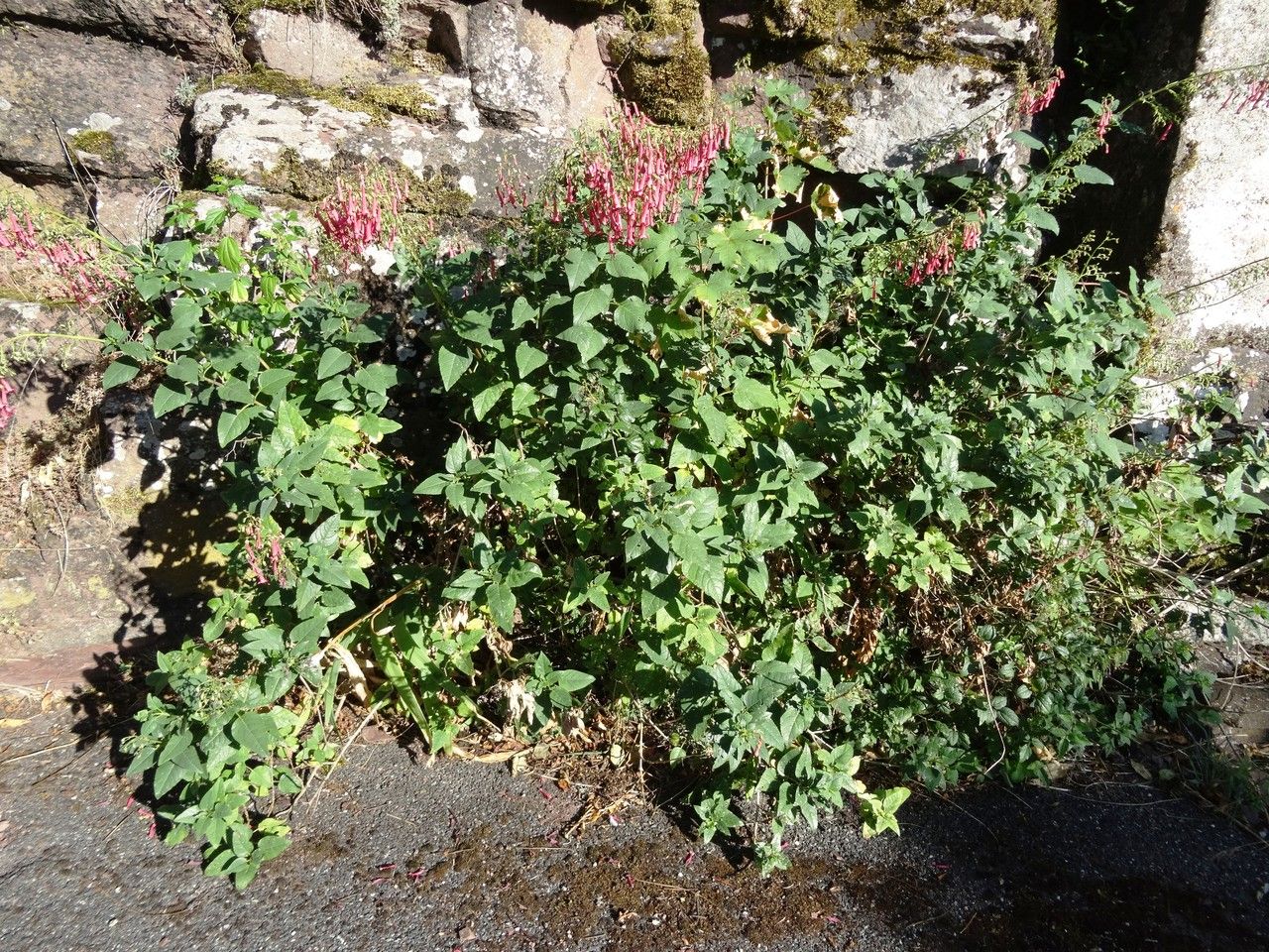 Phygelius aequalis habit