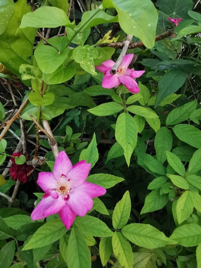 Rosa tomentosa flower