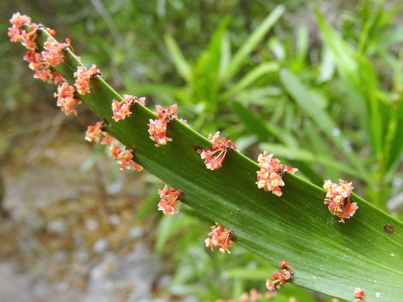 Phyllanthus epiphyllanthus flower