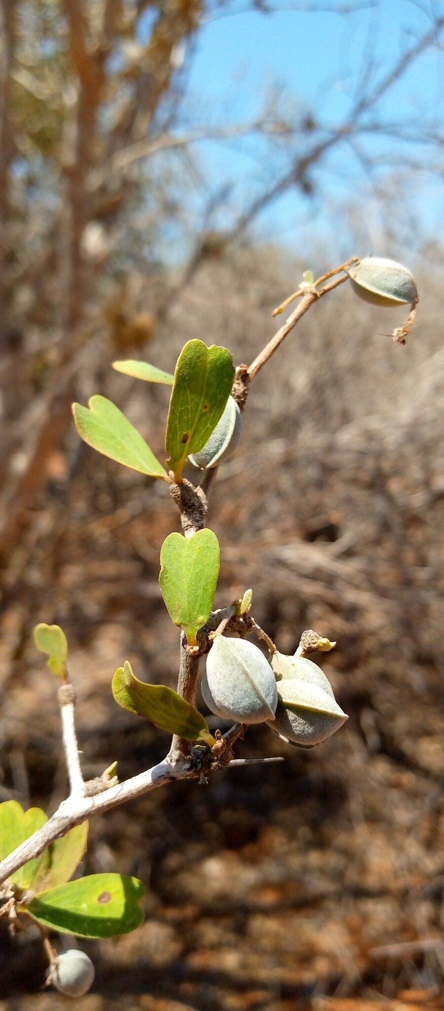 Terminalia disjuncta fruit