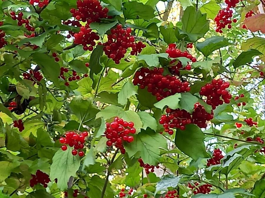 Viburnum trilobum fruit