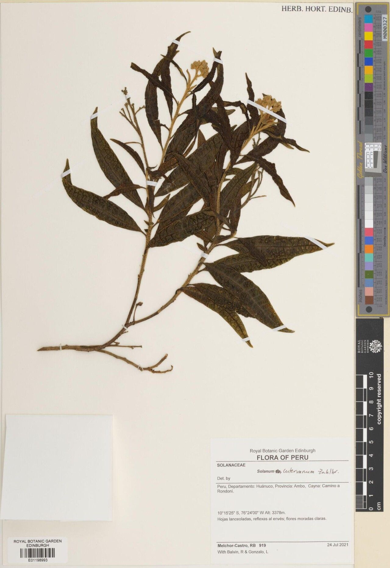 Solanum cutervanum — houseplant care guide