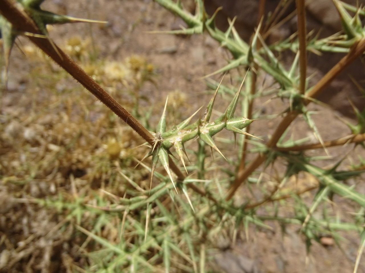 Echinops spinosissimus — search result for 'Albania'