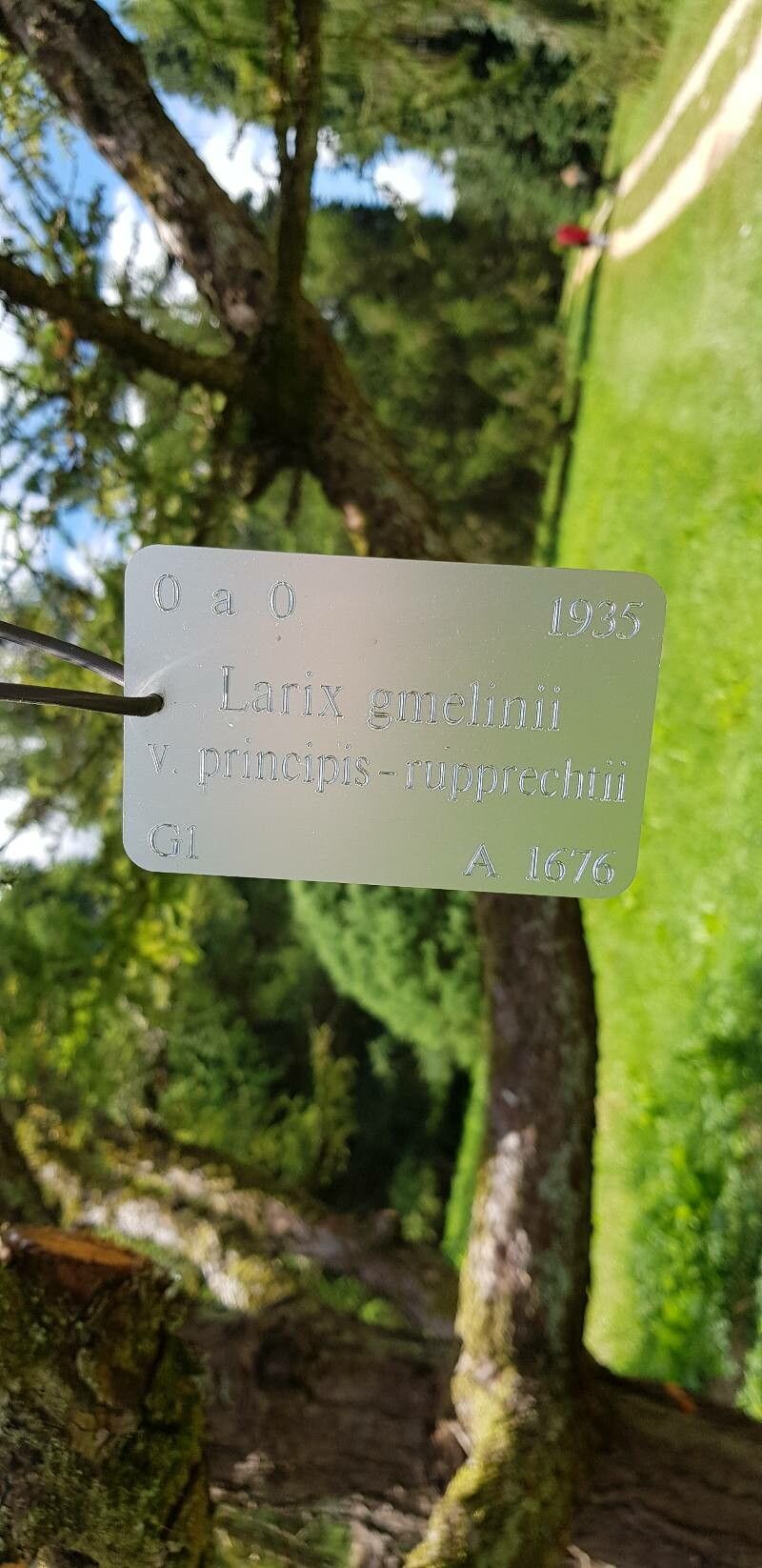 Larix gmelinii other