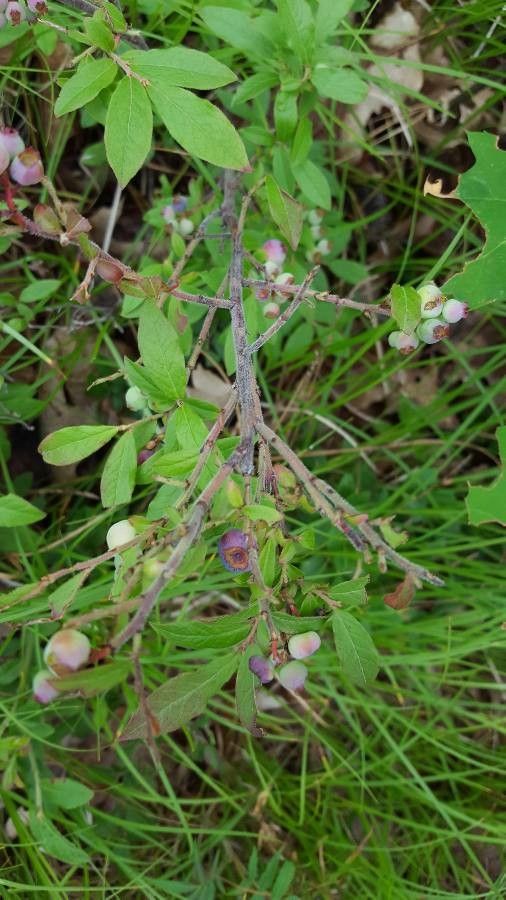 Vaccinium myrtilloides bark