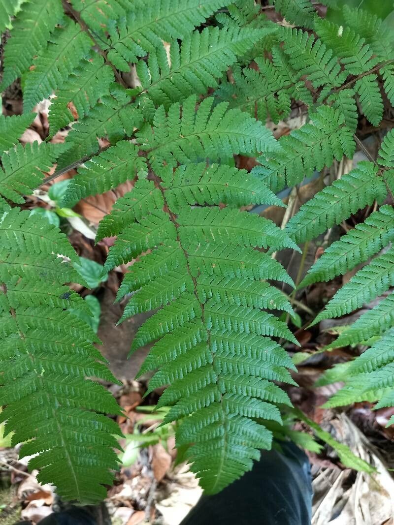 Cyathea aspera — related species from the same genus