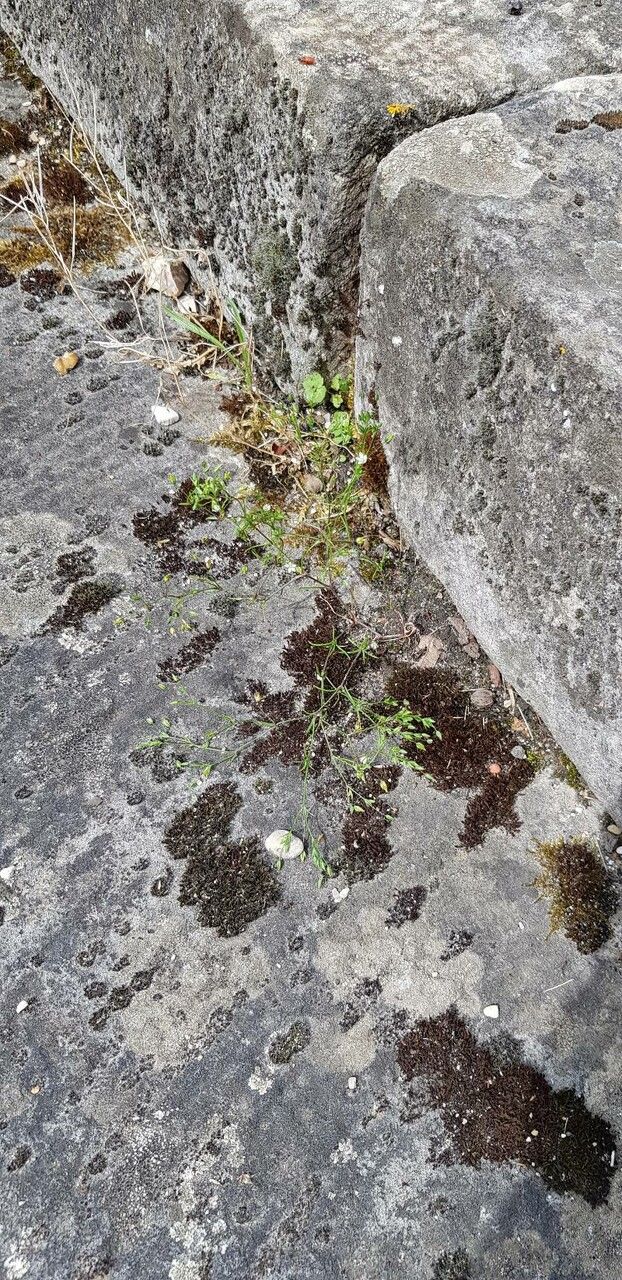Sabulina tenuifolia habit
