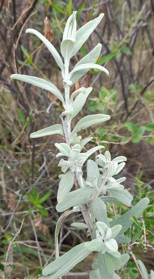Buddleja cordobensis — search result for 'Buddleja'