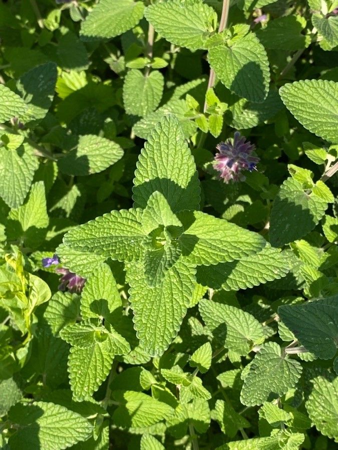 Salvia verticillata leaf