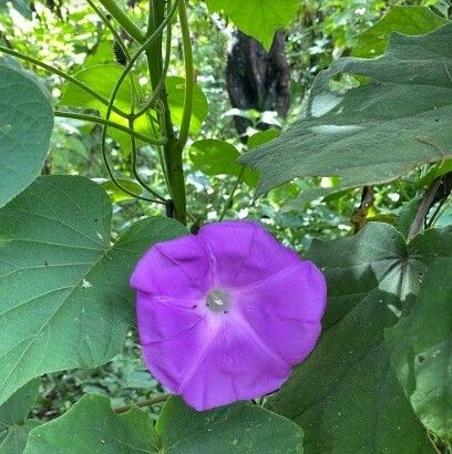 Ipomoea orizabensis flower