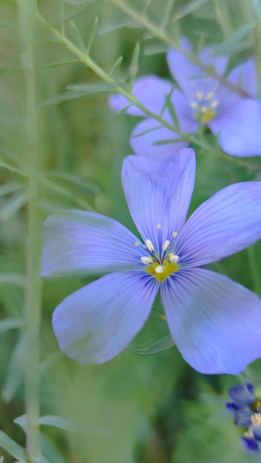 Linum altaicum flower