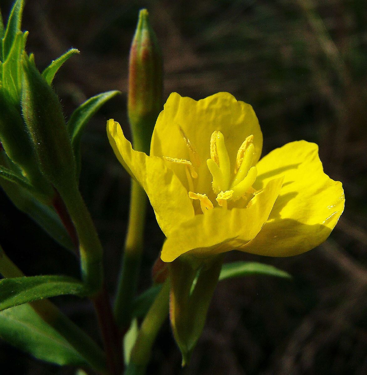 Oenothera rubricaulis flower