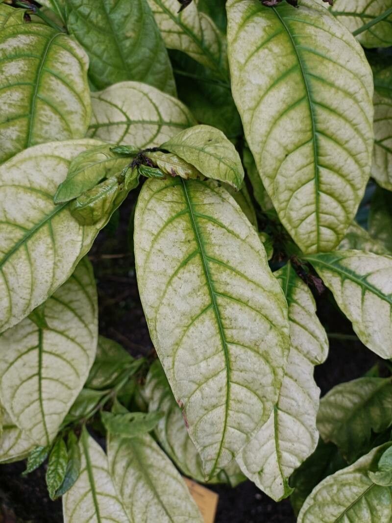 Mitriostigma barteri — related species from the same genus