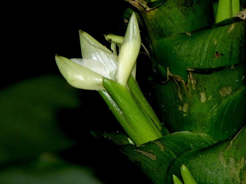 Goeppertia venusta — search result for 'Goeppertia'