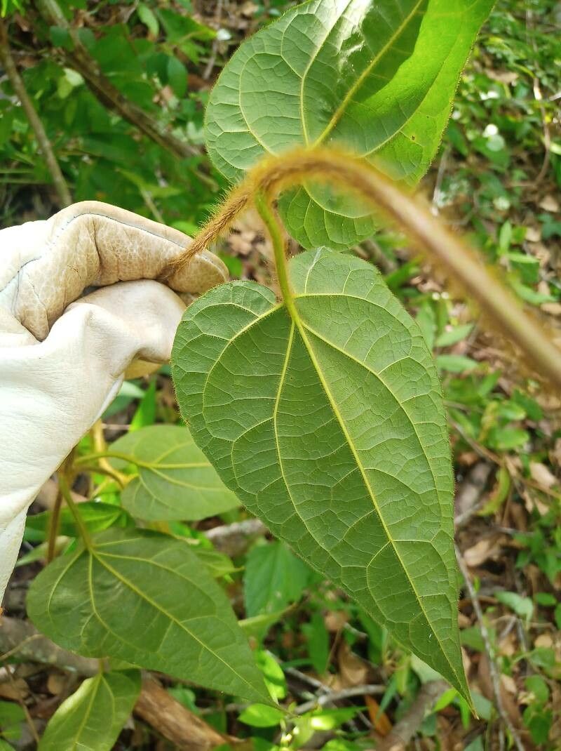 Mikania banisteriae — related species from the same genus