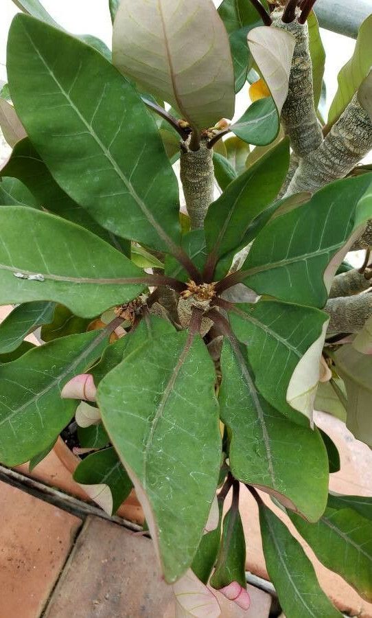Euphorbia millotii — houseplant care guide