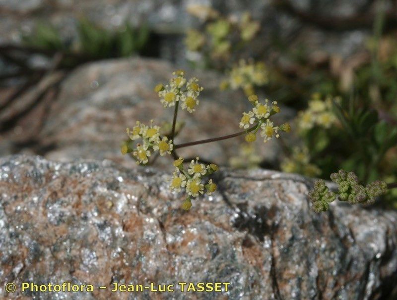 Pimpinella procumbens — search result for 'Pimpinella'