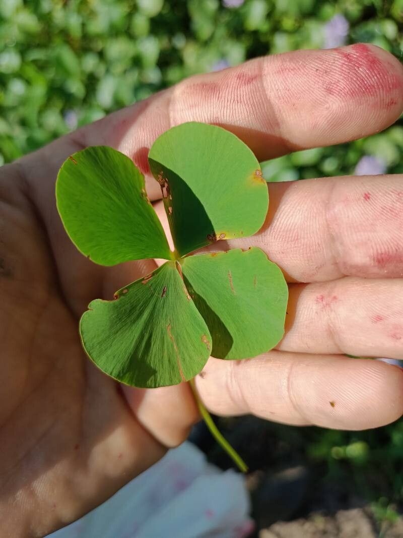 Marsilea mutica — houseplant care guide