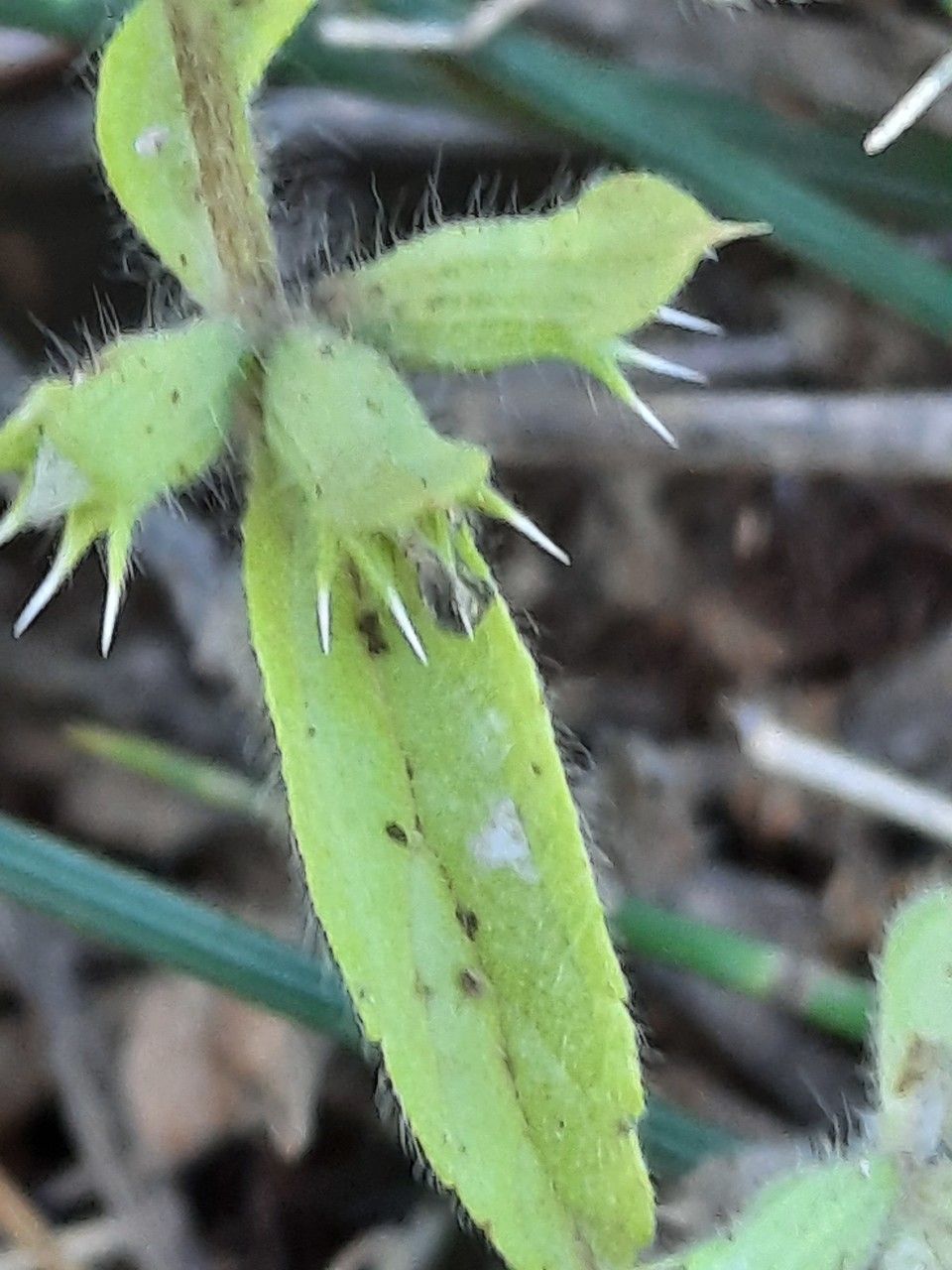 Sideritis romana leaf