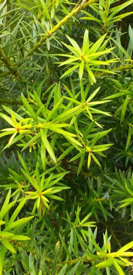 Saxegothaea conspicua leaf