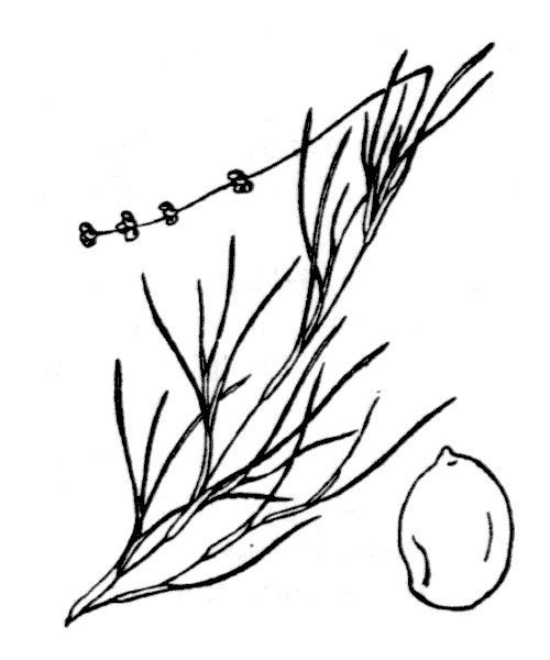 Stuckenia filiformis other