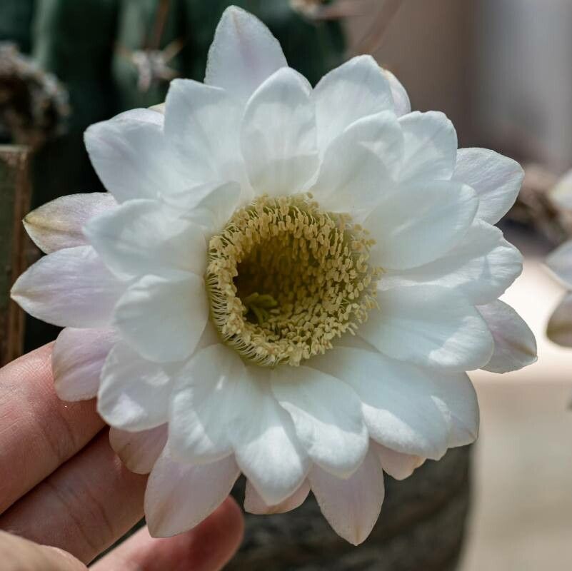Echinopsis minuana — search result for 'Echinopsis'